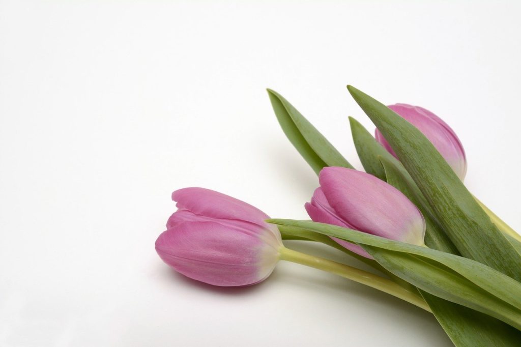 tulips, flowers, spring